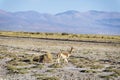 Vicuna in Salinas Grandes in Jujuy, Argentina. Royalty Free Stock Photo