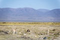 Vicuna in Salinas Grandes in Jujuy, Argentina. Royalty Free Stock Photo