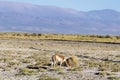 Vicuna in Salinas Grandes in Jujuy, Argentina. Royalty Free Stock Photo