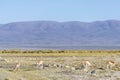 Vicuna in Salinas Grandes in Jujuy, Argentina. Royalty Free Stock Photo