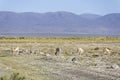 Vicuna in Salinas Grandes in Jujuy, Argentina Royalty Free Stock Photo