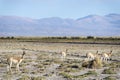 Vicuna in Salinas Grandes in Jujuy, Argentina Royalty Free Stock Photo