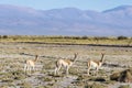 Vicuna in Salinas Grandes in Jujuy, Argentina Royalty Free Stock Photo