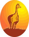 Vicuna standing with sun Royalty Free Stock Photo