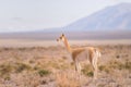 Vicuna (Vicgna vicugna) Camelid from South Ameri Royalty Free Stock Photo