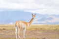 Vicuna (Vicgna vicugna) Camelid from South Ameri Royalty Free Stock Photo