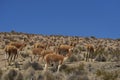 Vicuna on the Altiplano in Lauca National Park, Chile Royalty Free Stock Photo