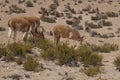 Vicuna on the Altiplano in Lauca National Park, Chile Royalty Free Stock Photo