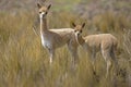 Vicuna, vicugna vicugna, Female with Young, Pampas Galeras Reserve in Peru