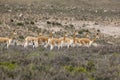 Vicuna, vicugna vicugna, Herd at Pampas Galeras Reserve in Peru