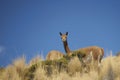 Vicuna on the Altiplano, Chile Royalty Free Stock Photo