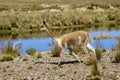 VICUNA vicugna vicugna, PAMPA GALERAS NATIONAL RESERVE, PERU
