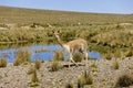 VICUNA vicugna vicugna, PAMPA GALERAS NATIONAL RESERVE, PERU