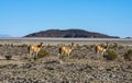 Vicuna Vicugna vicugna or vicugna is wild South American camelid, which live in the high alpine areas of the Andes.