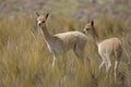 Vicuna, vicugna vicugna, Young at Pampas Galeras Reserve in Peru