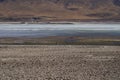 Vicuna wading through Laguna Blanca, a salt lake in the altiplano of Bolivia.