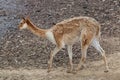 Vicuna (Vicugna vicugna).