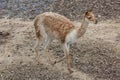 Vicuna (Vicugna vicugna).