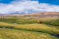 Vicunas and alpacas grazing, Las Vicunas National Reserve (Chile) Royalty Free Stock Photo