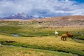 Vicunas and alpacas grazing, Las Vicunas National Reserve (Chile)