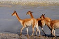 Vicunas in Bolivia Royalty Free Stock Photo