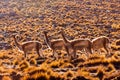 Vicunas in Bolivian altiplano Royalty Free Stock Photo