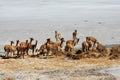 Vicunas in bolivian salar Royalty Free Stock Photo