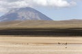 Vicunas in front of Misti Volcano