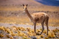 VicuÃÂ±a in the Chilean Altiplano