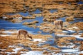 Vicunas grazing in Putana wetland, Atacama Chile