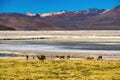 Vicunas Grazing - Wilderness area