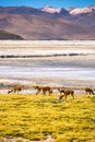 Vicunas Grazing - Wilderness area