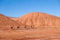 Vicunas in the Labyrinth Desert near Tolar Grande in the high altitude puna desert of Salta in Argentina