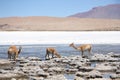 Vicunas in the lagoon of Andes in Bolivia Royalty Free Stock Photo