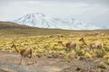 Vicunas in the meadows of Atacama region Royalty Free Stock Photo