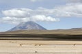 Vicunas and Misti Volcano