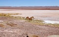 Vicunas at the Ojos de Mar close to the town of Tolar Grande in Puna, Argentina