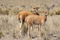 Vicunas in Peru Royalty Free Stock Photo