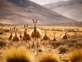 Vicunas in the peruvian Andes Arequipa Royalty Free Stock Photo