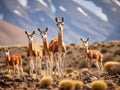 Vicunas in the peruvian Andes Arequipa Royalty Free Stock Photo