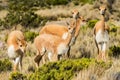 Vicunas peruvian Andes Arequipa Peru