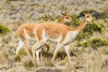 Vicunas in the peruvian Andes Arequipa Peru Royalty Free Stock Photo