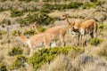 Vicunas in the peruvian Andes Arequipa Peru Royalty Free Stock Photo