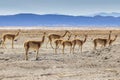 Vicunas at Salar de Uyuni the largest salt flat in the world. Royalty Free Stock Photo