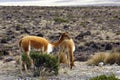 Vicunas in Peru Highlands Royalty Free Stock Photo