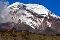 Vicunas and Volcan Chimborazo, Ecuador Royalty Free Stock Photo