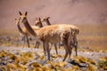 Vicunas, wild camelids in South America