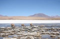 Vicunas or wild lamas in Atacama Desert, America Royalty Free Stock Photo