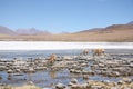 Vicunas or wild lamas in Mountains of South America Royalty Free Stock Photo