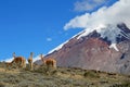 Vicunas, wild relatives of llamas, grazing at Chimborazo volcano high planes, Ecuador